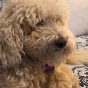 Meet your Posher, Margaret